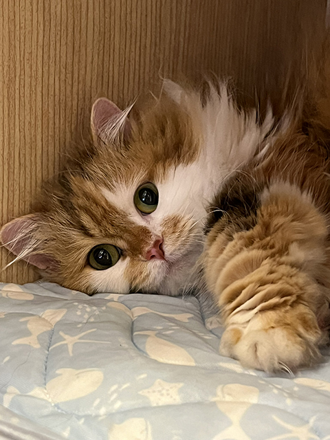 ねこままがお世話した猫ちゃんたちのギャラリー｜ねこままホテル（東京
