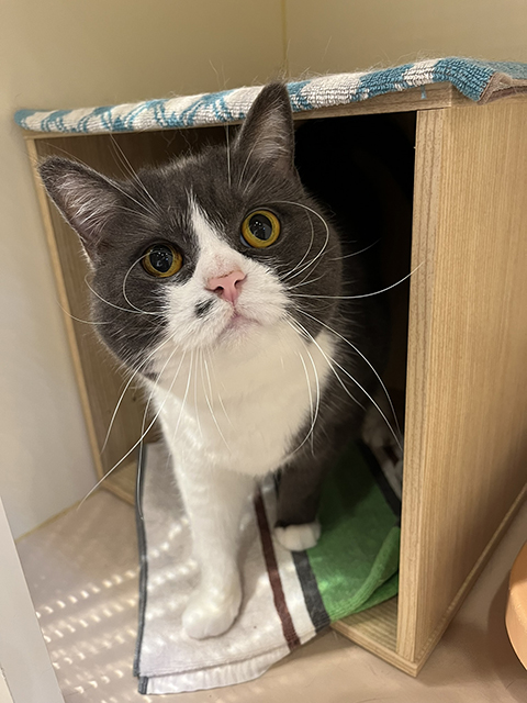 ねこままがお世話した猫ちゃんたちのギャラリー｜ねこままホテル（東京