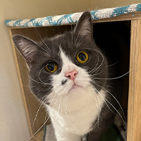 ねこまま♡ ねこままがお世話した猫ちゃんたちのギャラリー｜ねこままホテル（東京